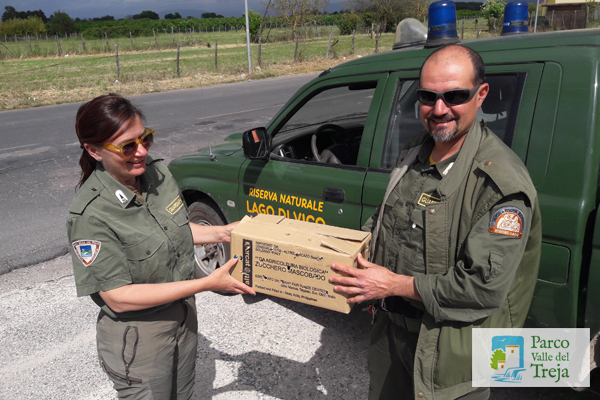 I guardiaparco consegnano l'allocco ai colleghi di Vico - foto Archivio Parco