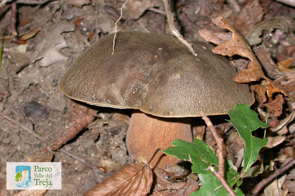 Funghi eduli - foto Archivio Parco