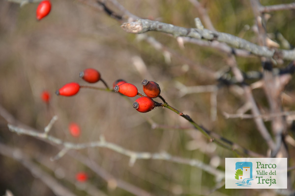 Frutti di rosa canina - foto Archivio Parco