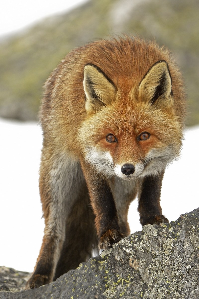 Animali Sul Cammino La Volpe Rossa