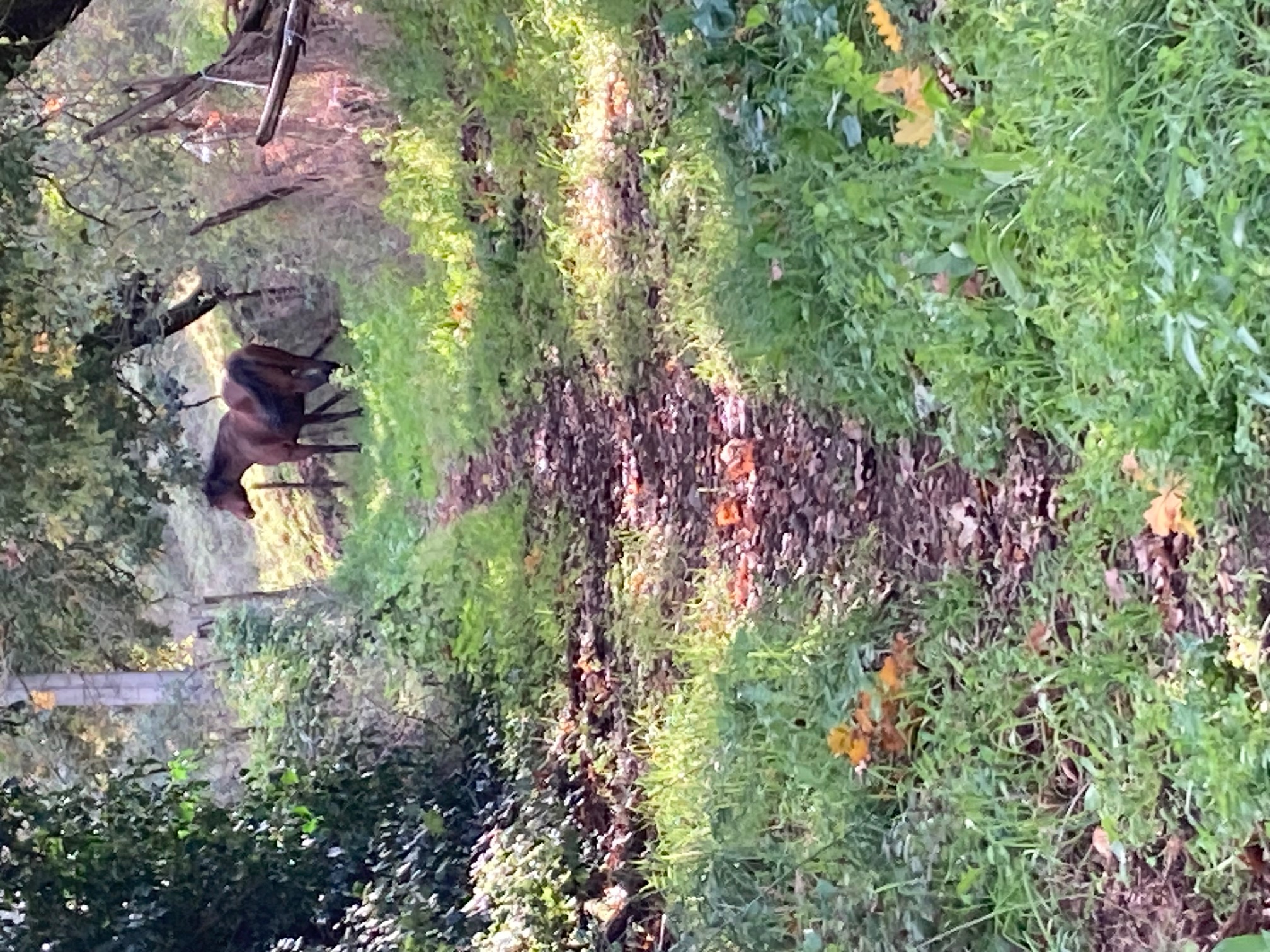 Sentiero CAI 177B – VIA STRADA CUPA - COLLEGAMENTO PER LAGHETTO DI MONTEROSI