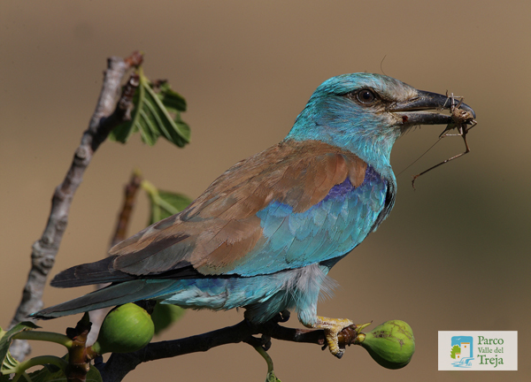 Ghiandaia marina - foto Stefano Rosini