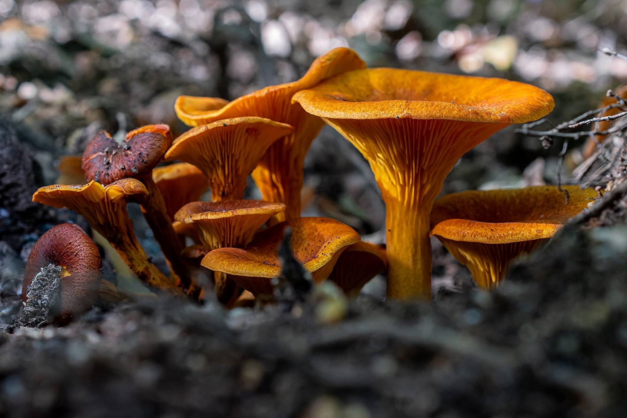 Fotografando l'autunno nel bosco di Gattaceca