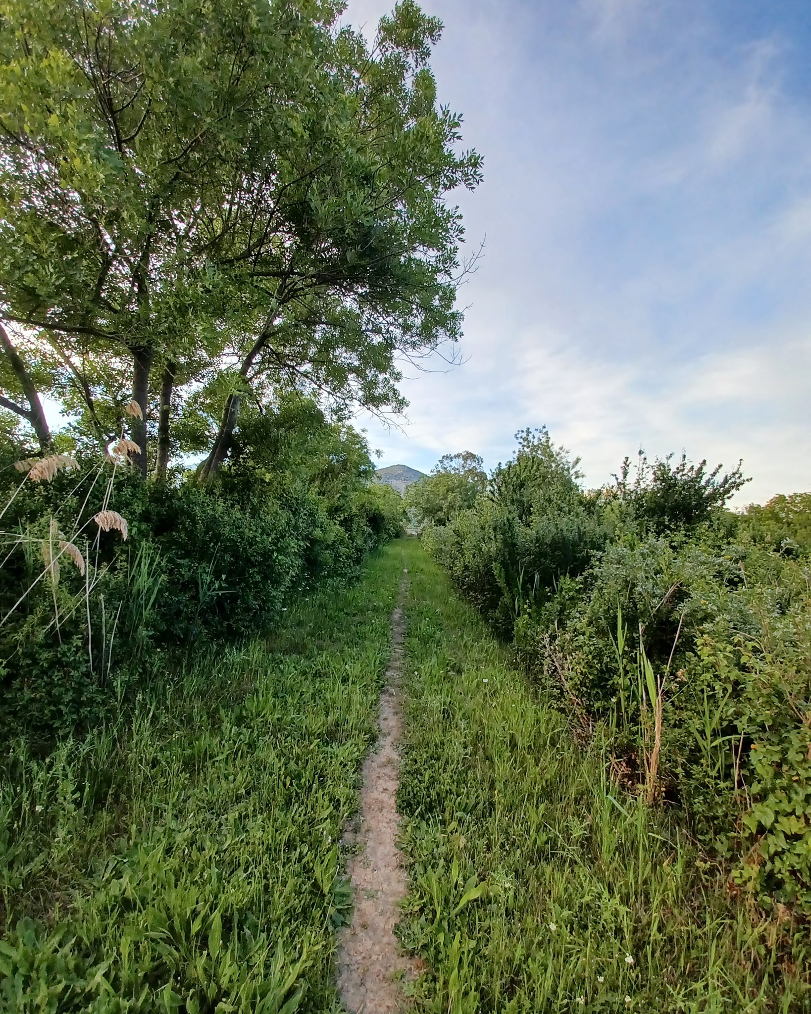 AVVISO PUBBLICO - SFALCIO E RACCOLTA ERBA PER LA PRODUZIONE DI FORAGGIO ALL'INTERNO DELLA TENUTA SUGARELLE (EX PROPRIETA' BELLONI) IN FONDI (LT)