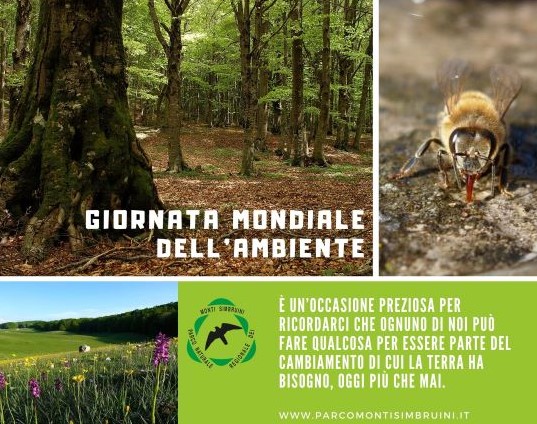 Giornata mondiale dell'ambiente
