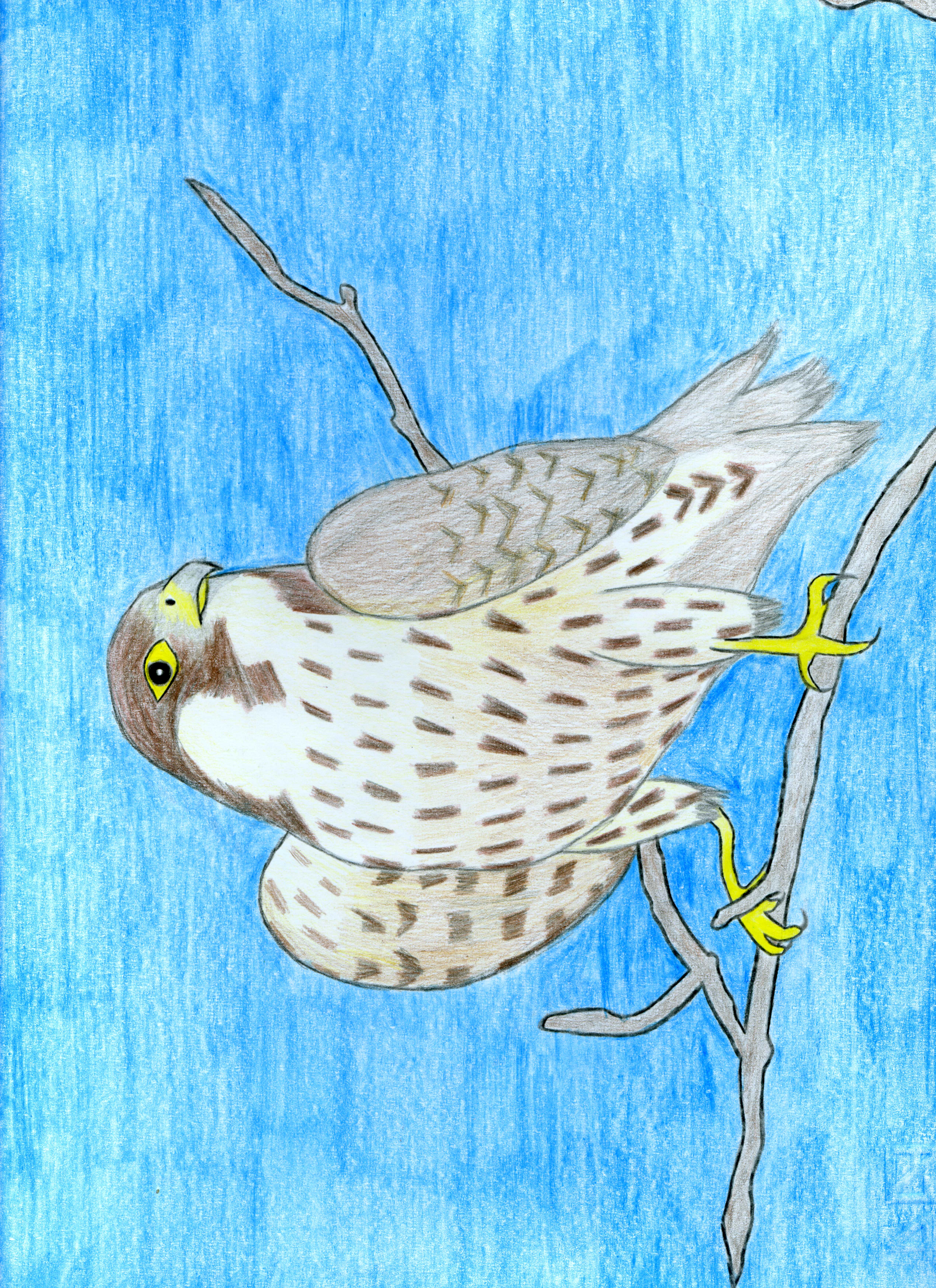 1_andrea ricci_IV primaria trevi nel lazio