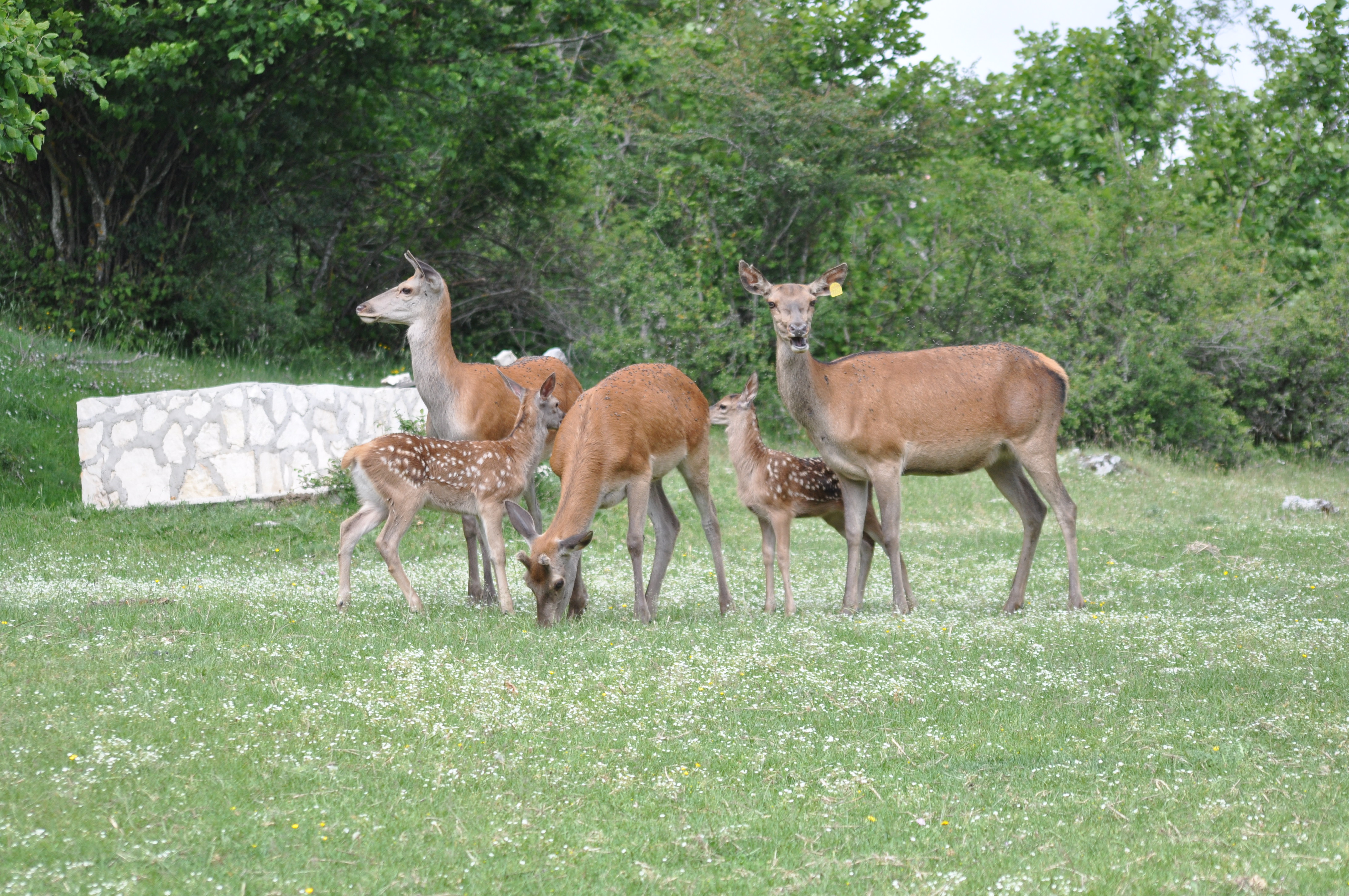 Area Faunistica del Cervo
