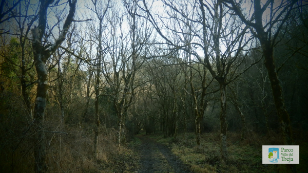 Passeggiata nel bosco - foto Associazione Thesan