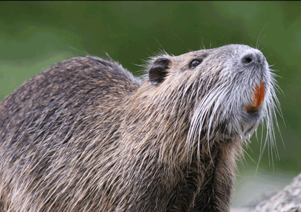 Nutria