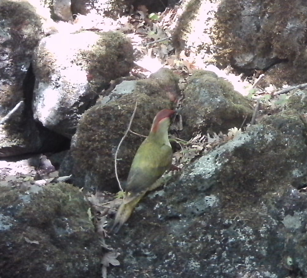 Check-list degli uccelli della Riserva Selva del Lamone e della sua area contigua