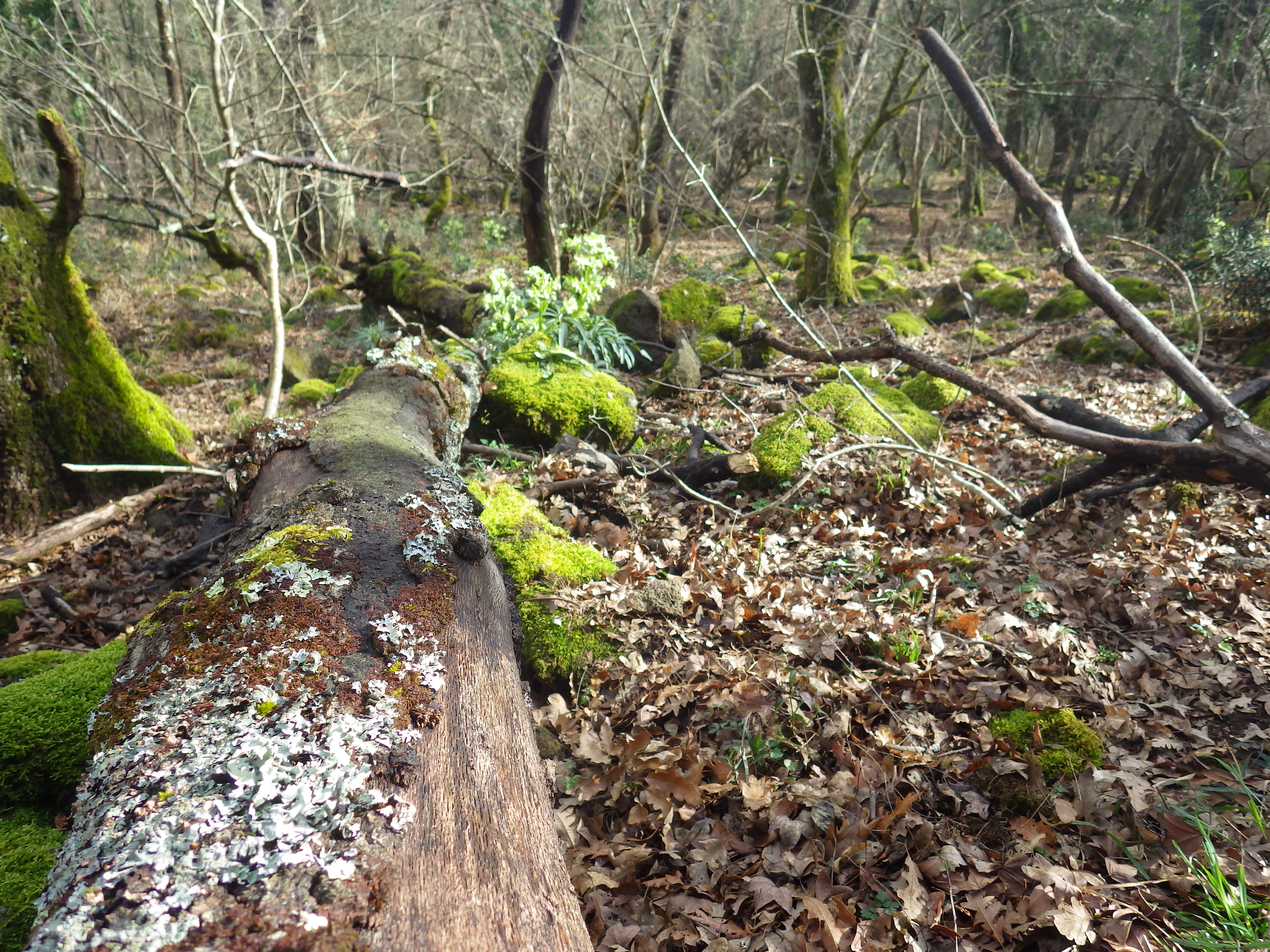 Which vegetation characteristics determine the quality of habitat for the hazed dormhouse (Muscardinus avellanarius Linnaeus)? [...]