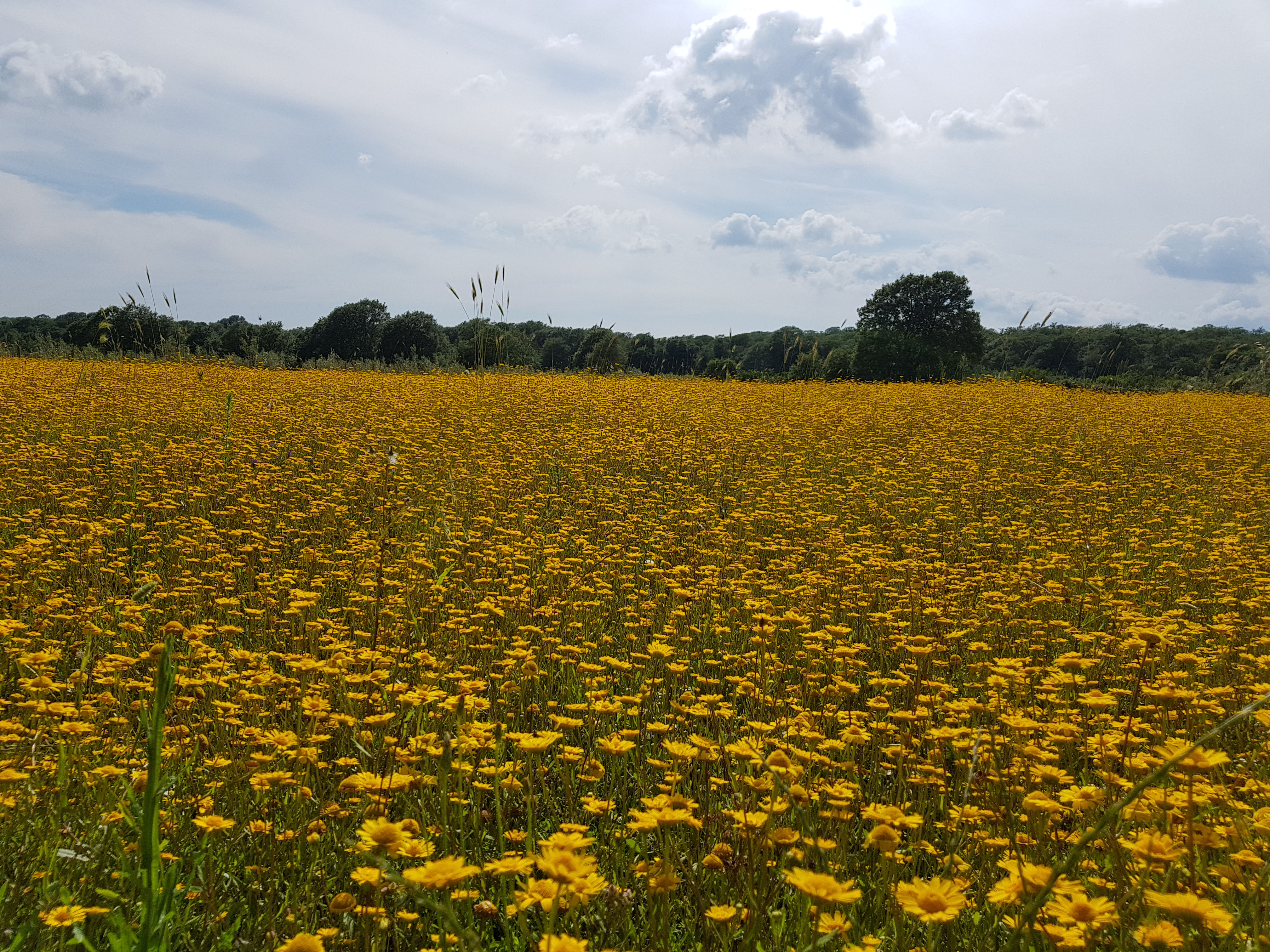 Riserva Naturale Regionale Selva del Lamone Campo della Villa 