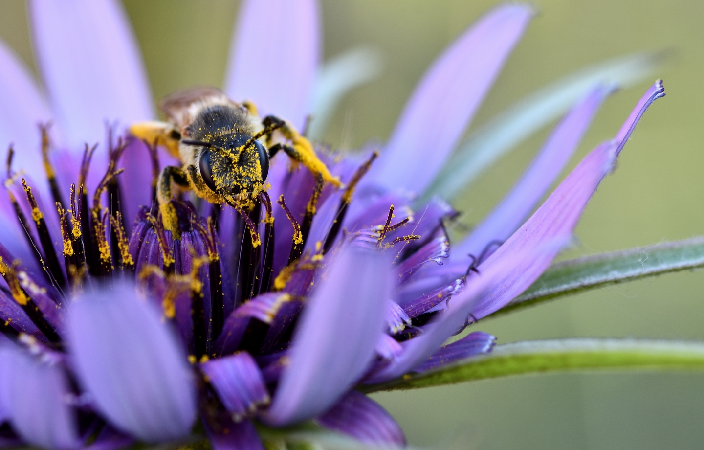 City Nature Challenge 2024