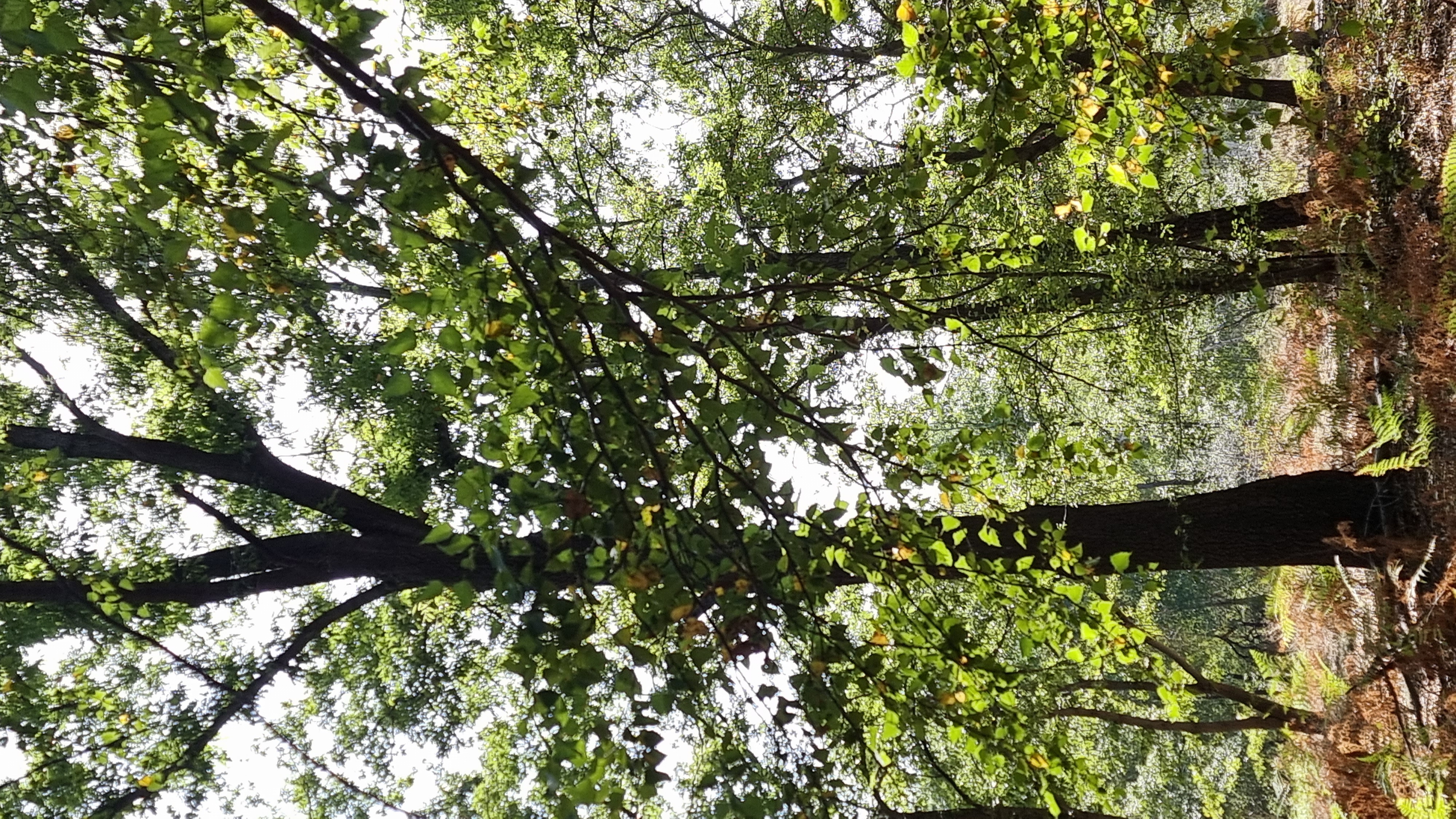 FIABE SOTTO L'ALBERO - TESORI NATURALI 2025