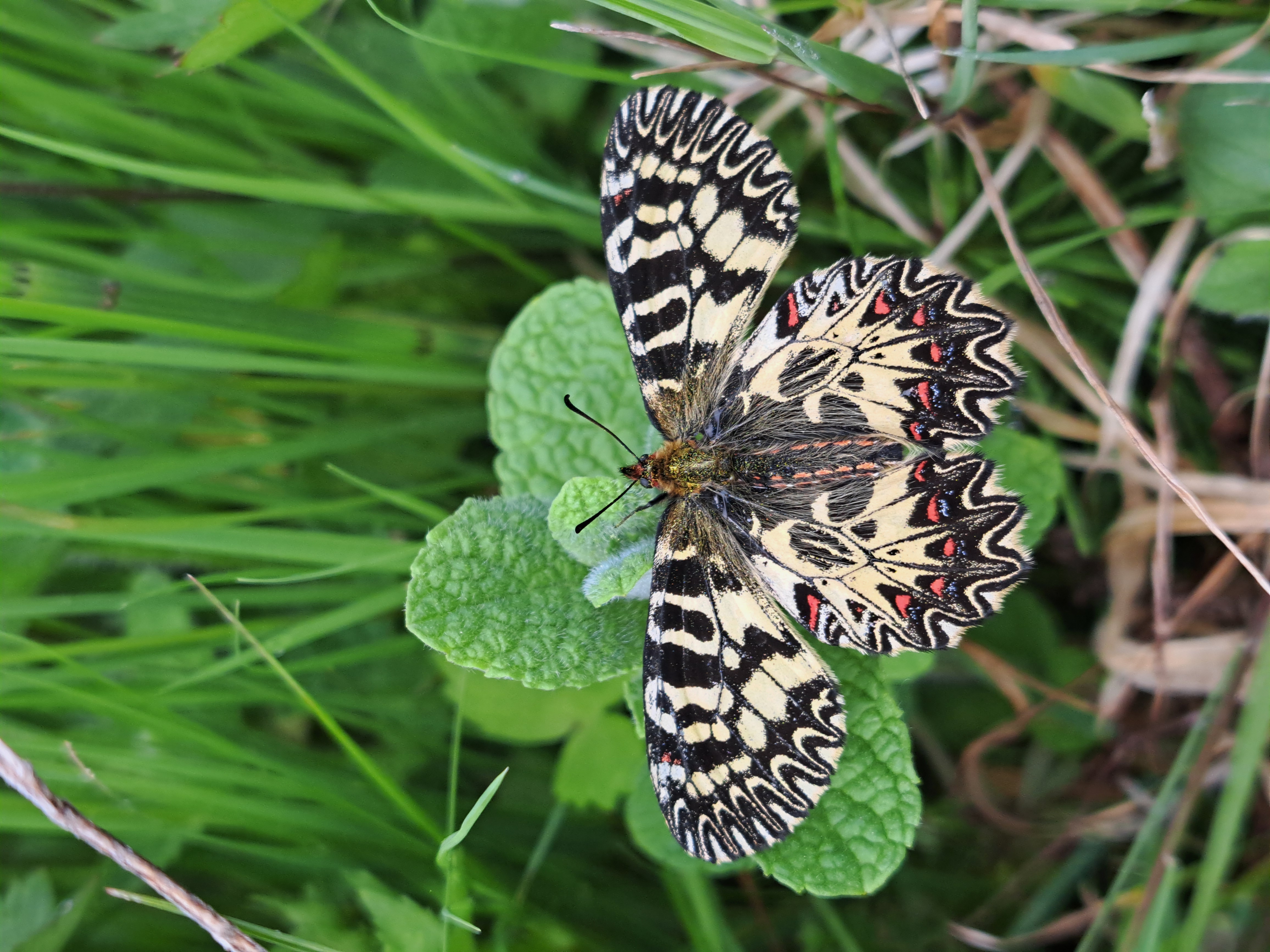 Prima segnalazione della 🦋Zerynthia cassandra🦋 nella Riserva Naturale Regionale del Lamone