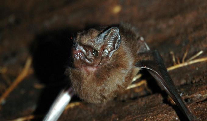 Pipistrelli