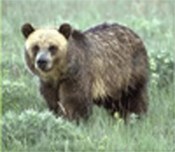 L'orso Ulisse nel Lazio