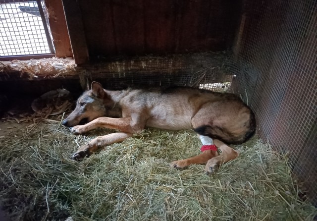 Lupa durante il ricovero - foto di Ilaria Guj
