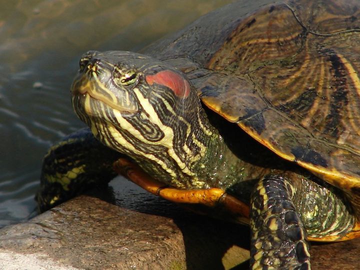 Comunicazione pubblica: centro di detenzione testuggini palustri americane (Trachemys).