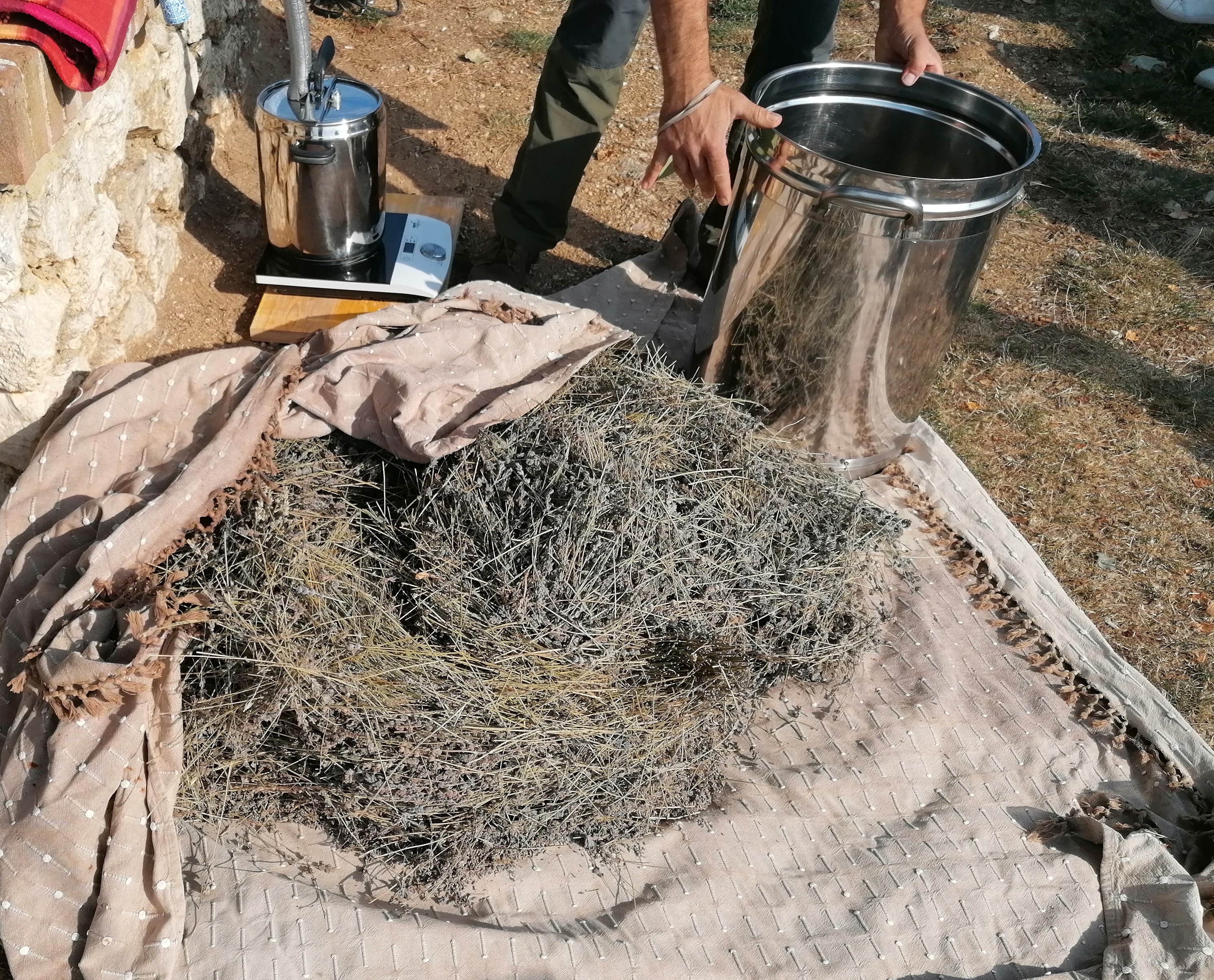 preparazione alla distillazione di lavanda