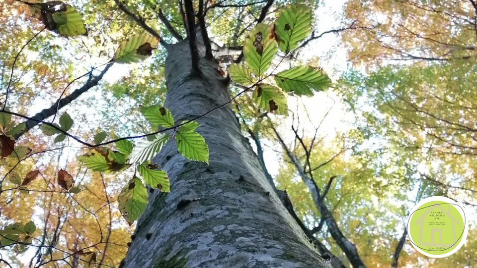 La musica dell'acqua: Forest Therapy al Monumento Naturale Mola di Oriolo Romano - TESORI NATURALI 2025