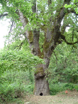 Roverella monumentale