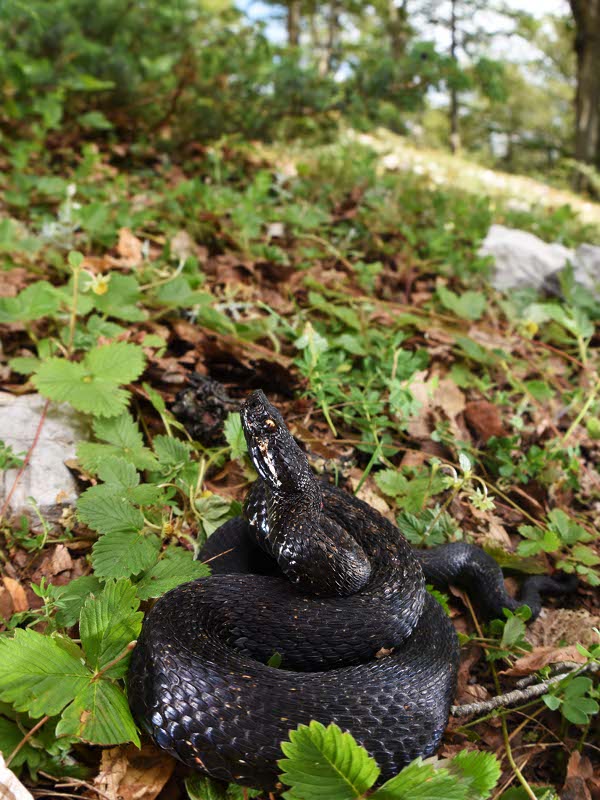 Progetto I rettili del Parco dei Monti Simbruini 2019