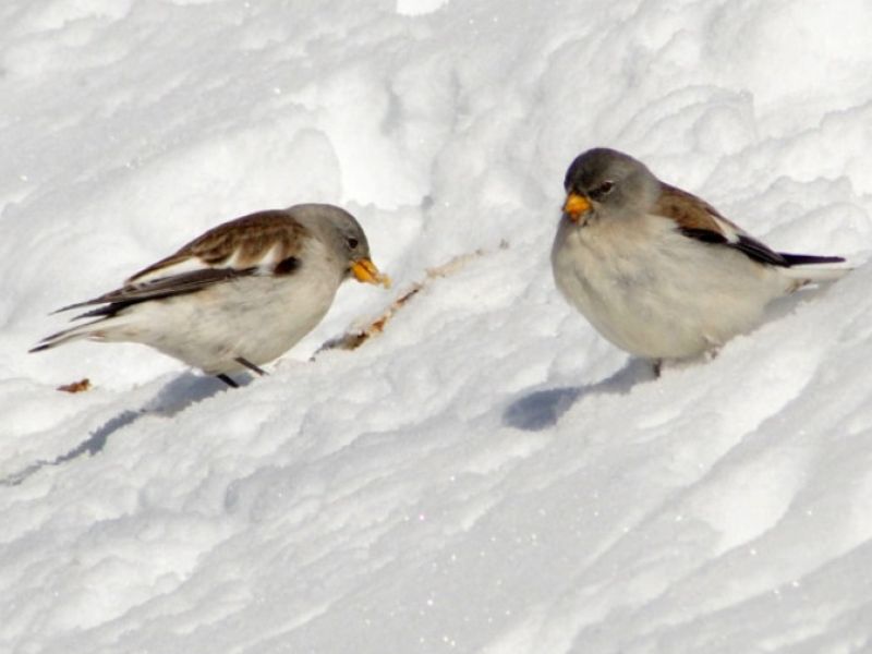 foto di Giulio Lariccia