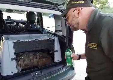Primo soccorso alla lupa disidratata - foto di Giovanni Venuto