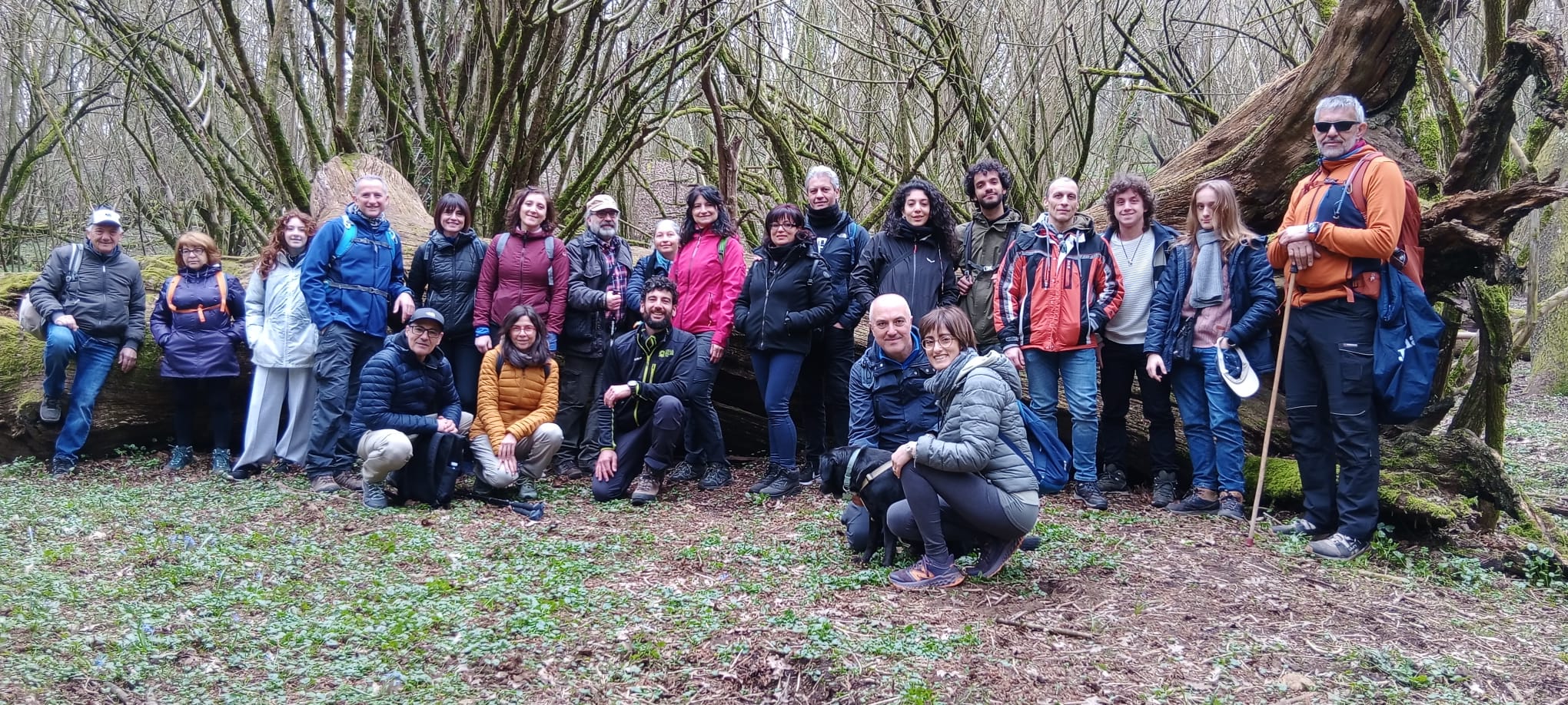 Nel bosco le piante comunicano tra loro