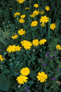 Giorniverdi - Come diventare un Naturalista - Riserva Naturale Laurentino Acqua-Acetosa (Ente Regionale RomaNatura)