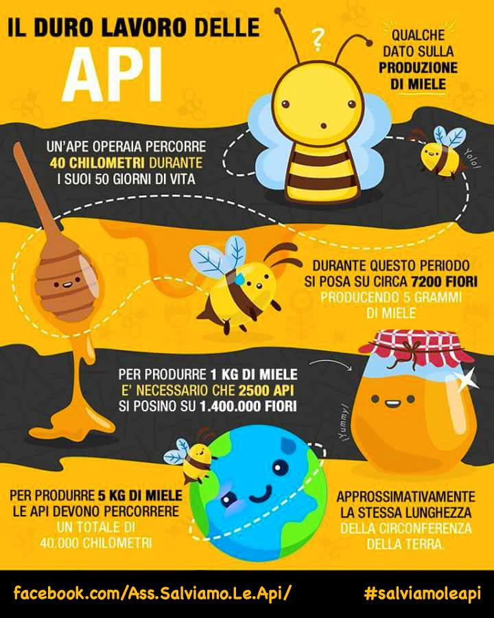 L'importanza delle api