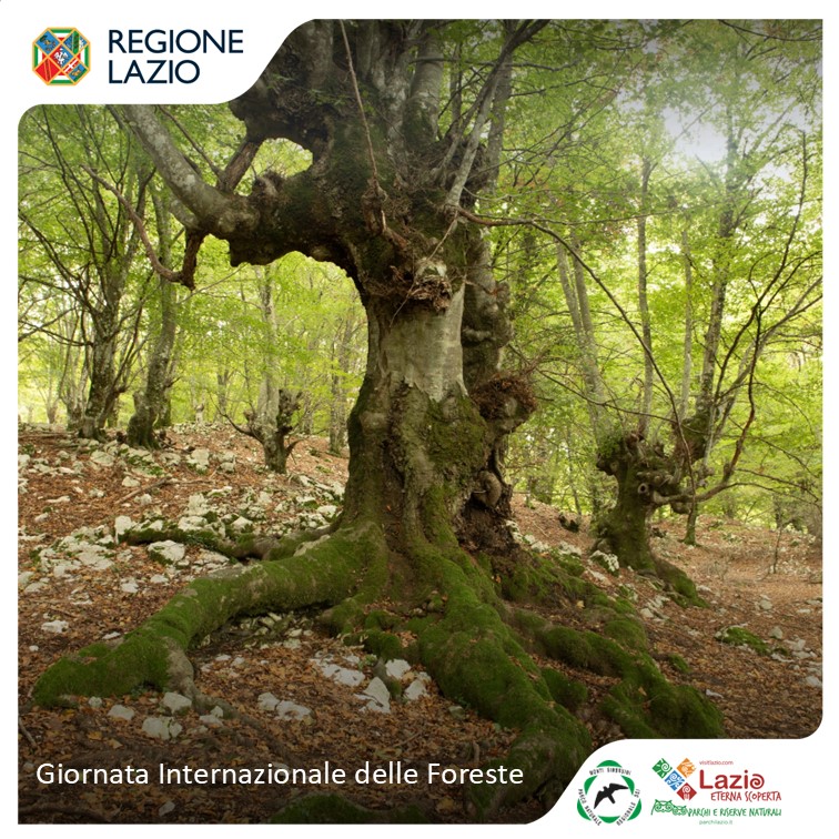 Giornata Internazionale delle Foreste