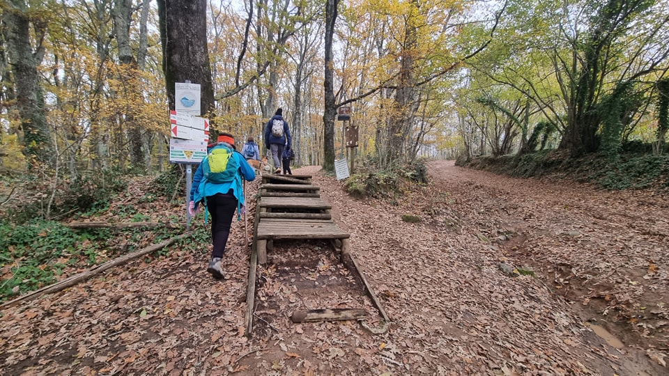 Racconto tra i Faggi- esperienza guidata nella Natura viva- TESORI NATURALI 2025