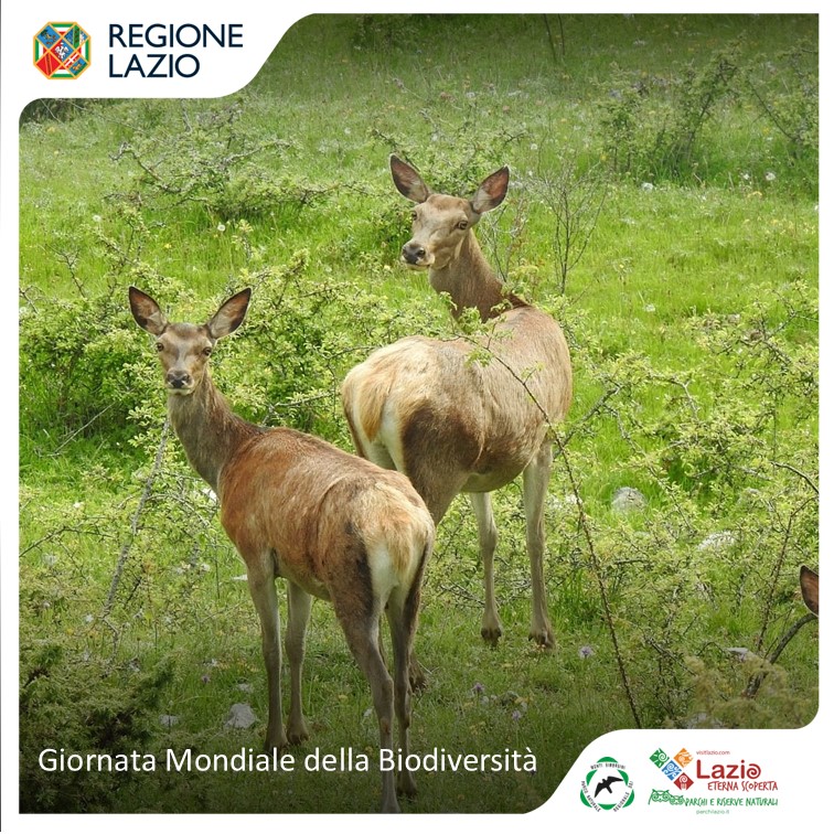 Giornata mondiale della Biodiversità 2025