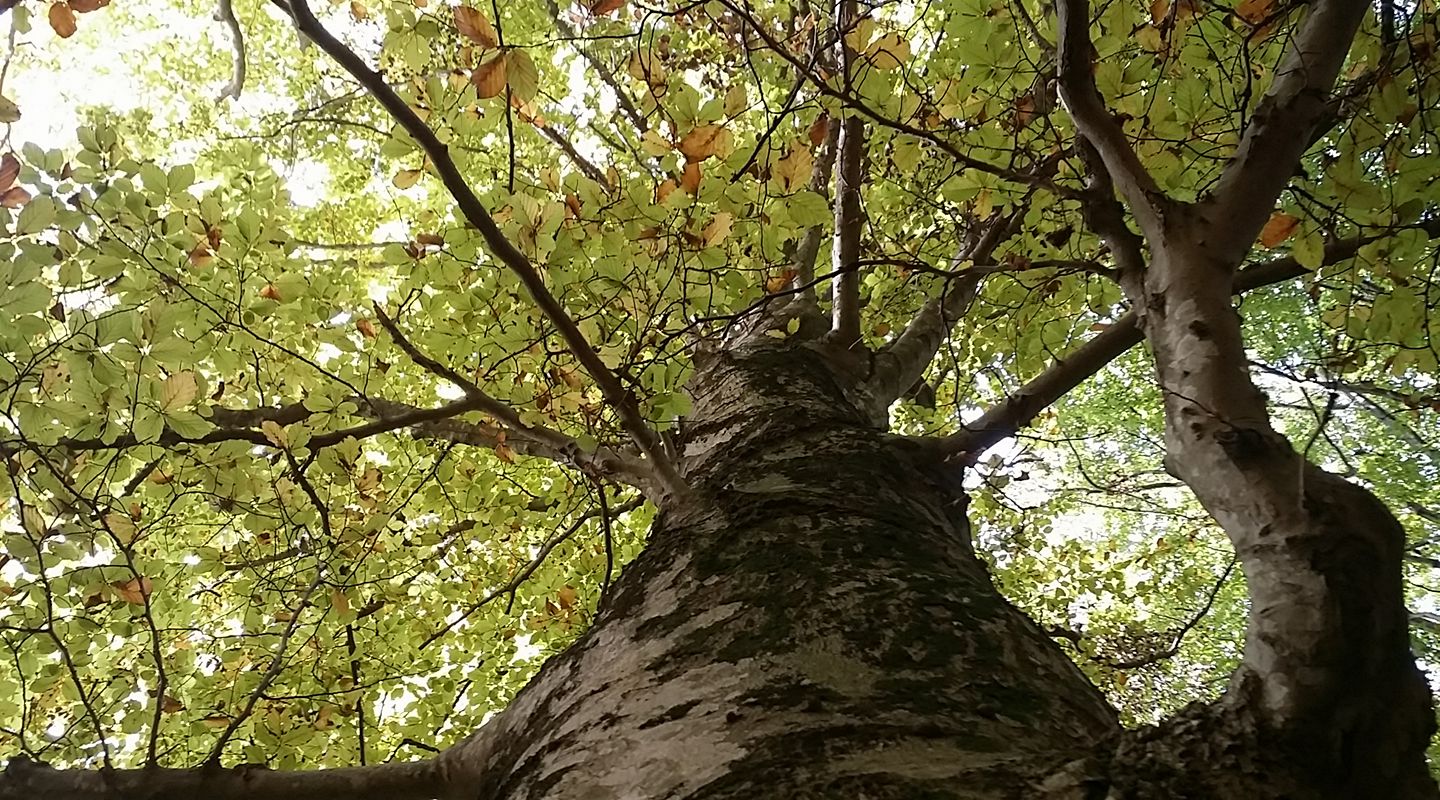 La foresta, le valli, i panorami: in cammino sui sentieri della Faggeta di Bassano - TESORI NATURALI 2025
