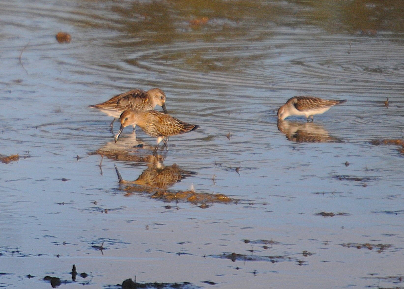 Avviso apertura Riserva