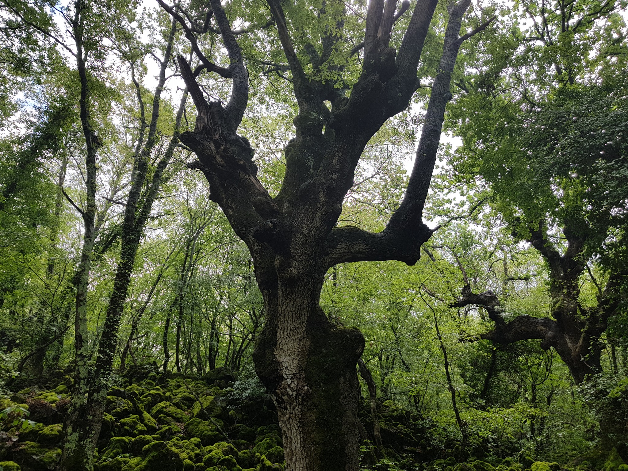 Gli Alberi Monumentali della Selva del Lamone