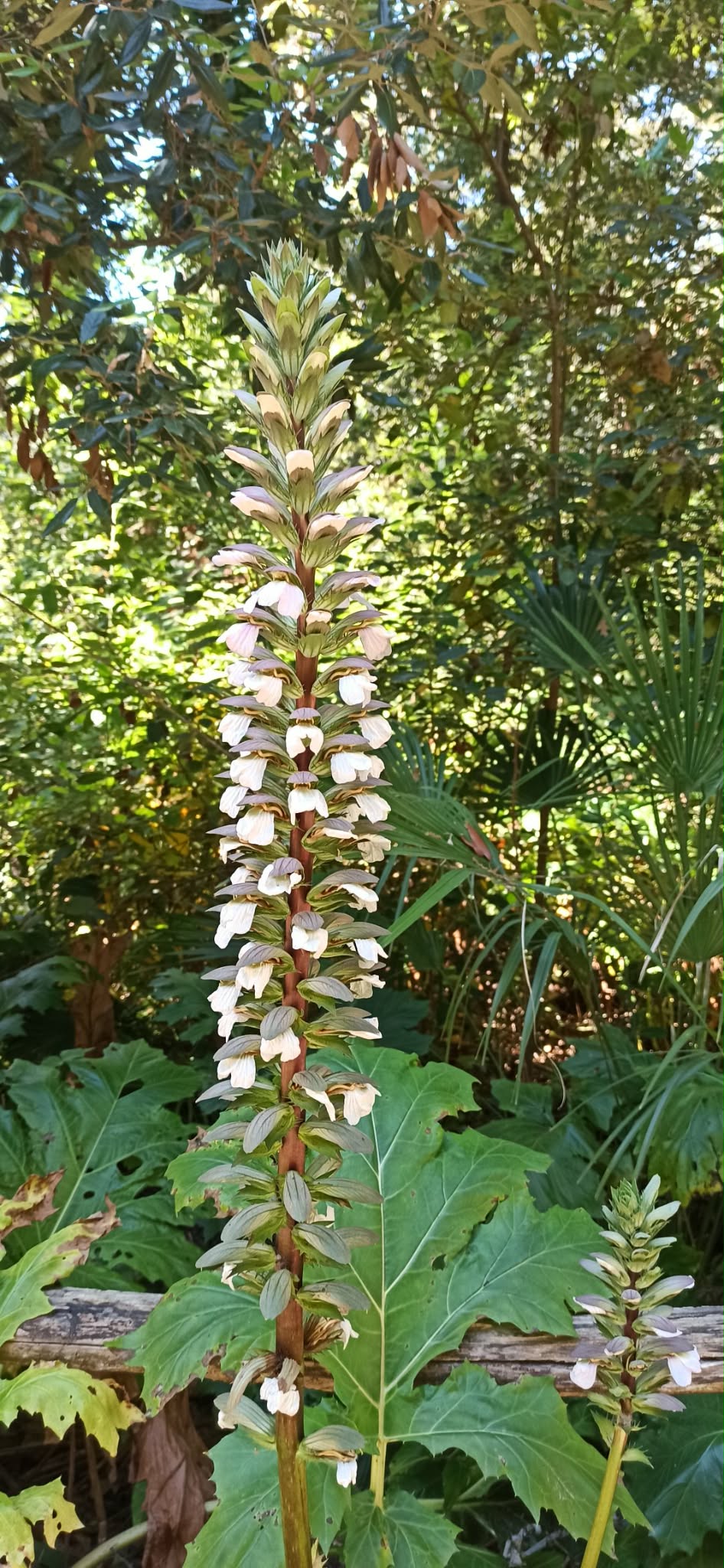 Studio floristico e fisionomico-vegetazionale dell'area di Tor Caldara