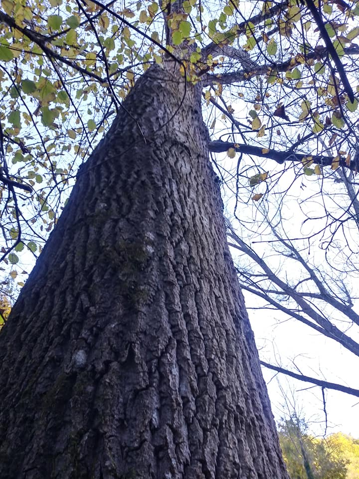 Foto Teresa Di Cosimo