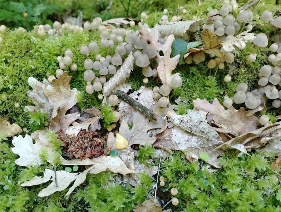 Foto Teresa Di Cosimo