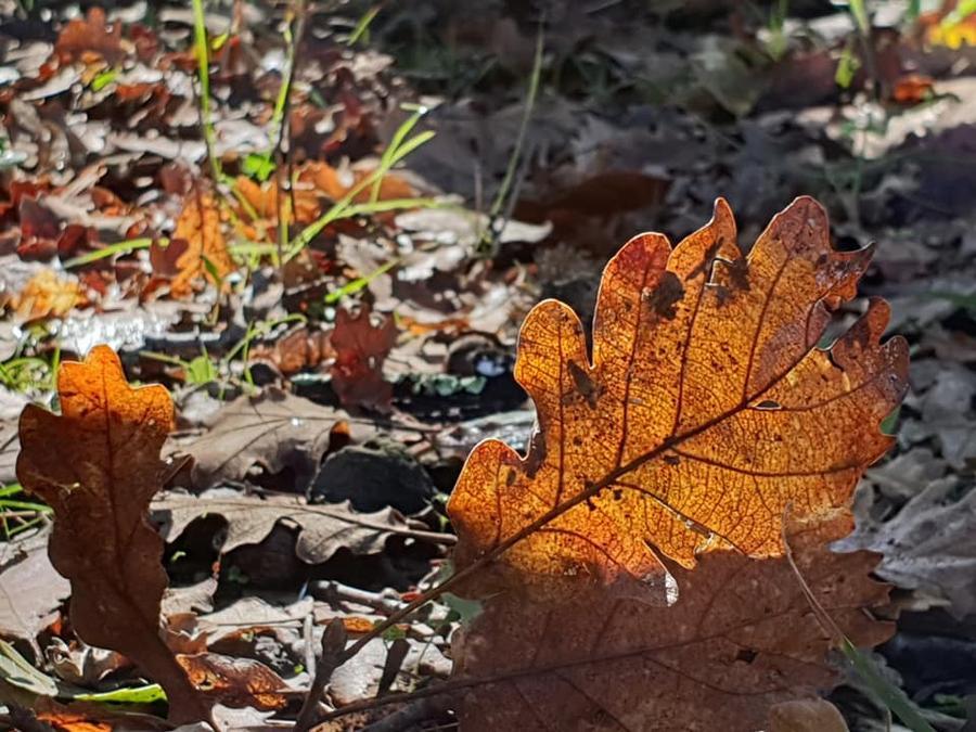 Autunno - foto Lucia Scaturro