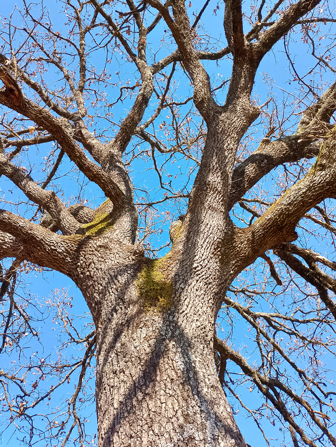 Foto Teresa Di Cosimo