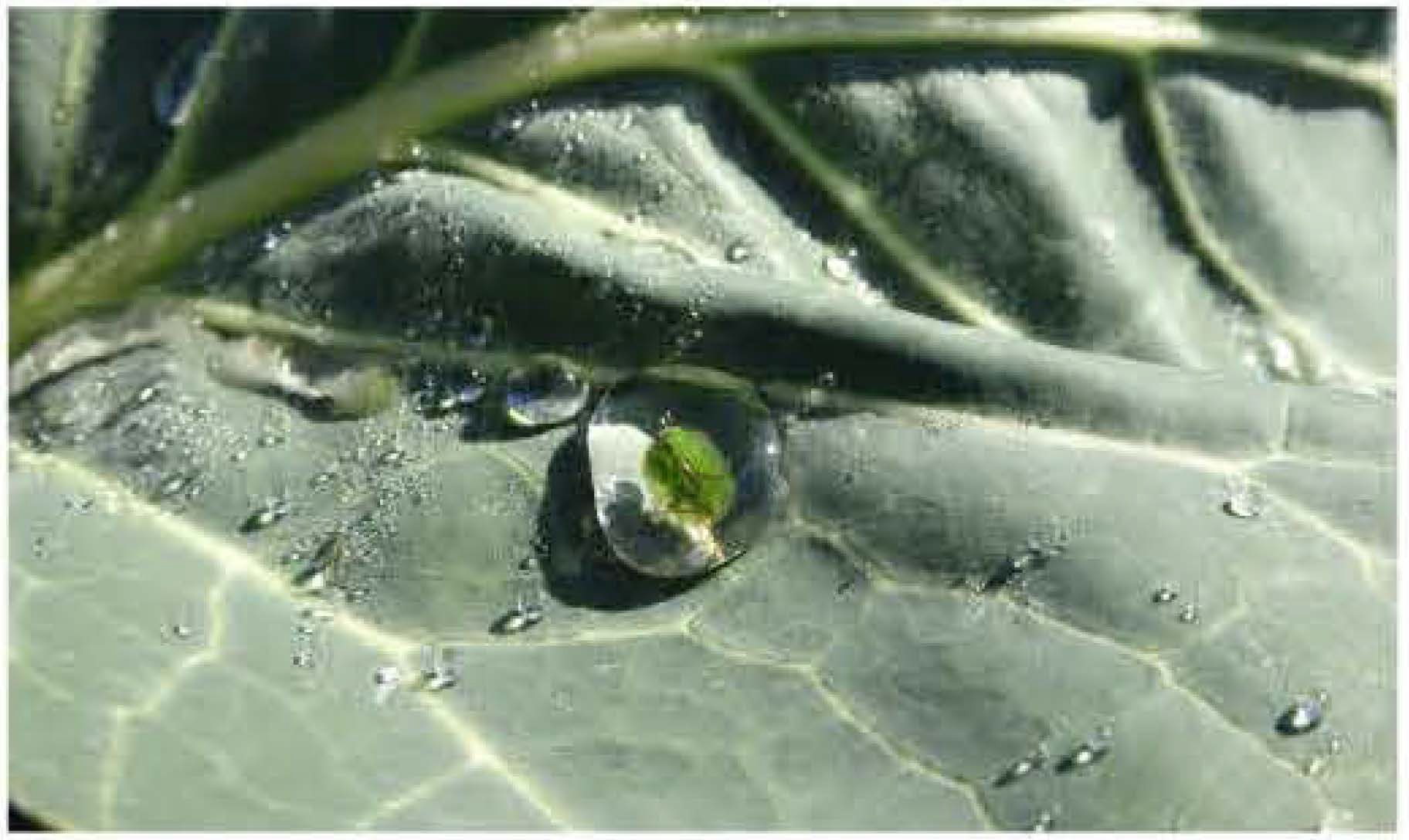 CONOSCERE L'AGRICOLTURA ... tra tradizione e innovazione