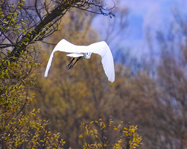 Airone-bianco-maggiore