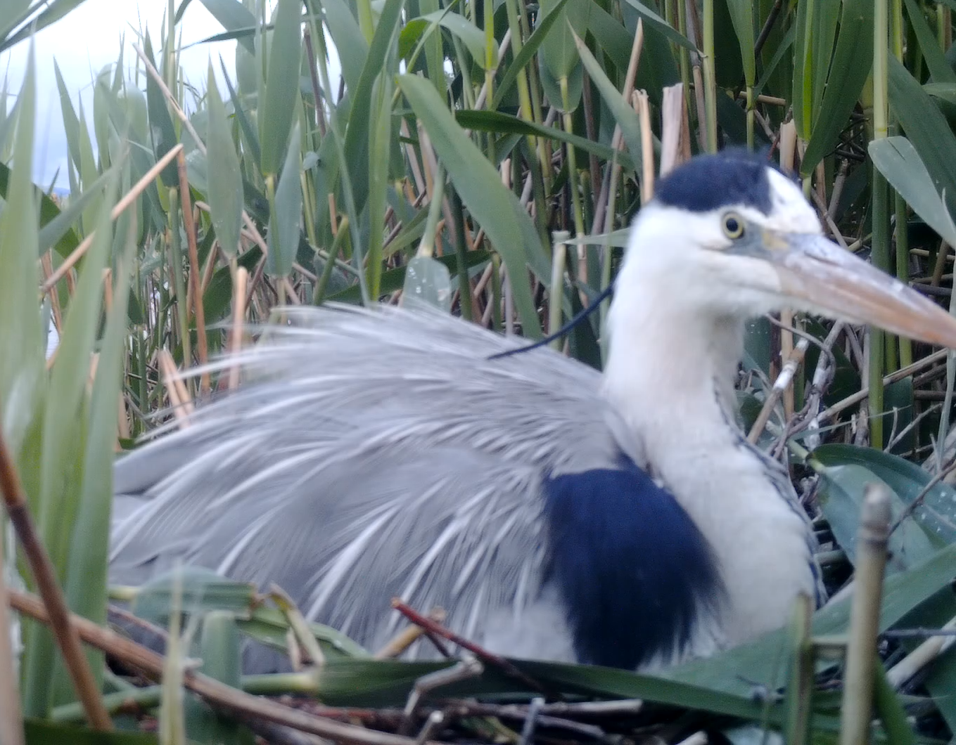 Airone cenerino sul nido