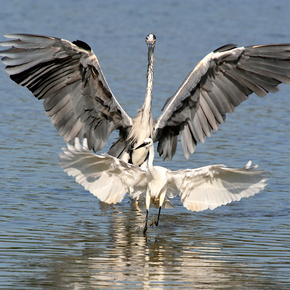Airone cenerino e garzetta_Foto di Christian Angelici
