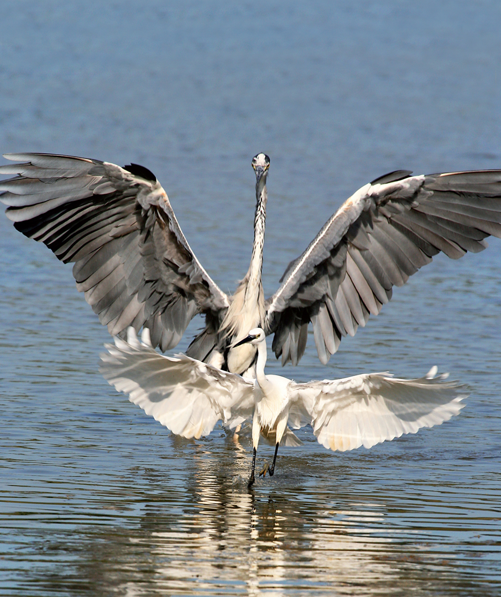 Airone cenerino e garzetta (Riserva naturale Nazzano Tevere-Farfa), foto di Christian Angelici
