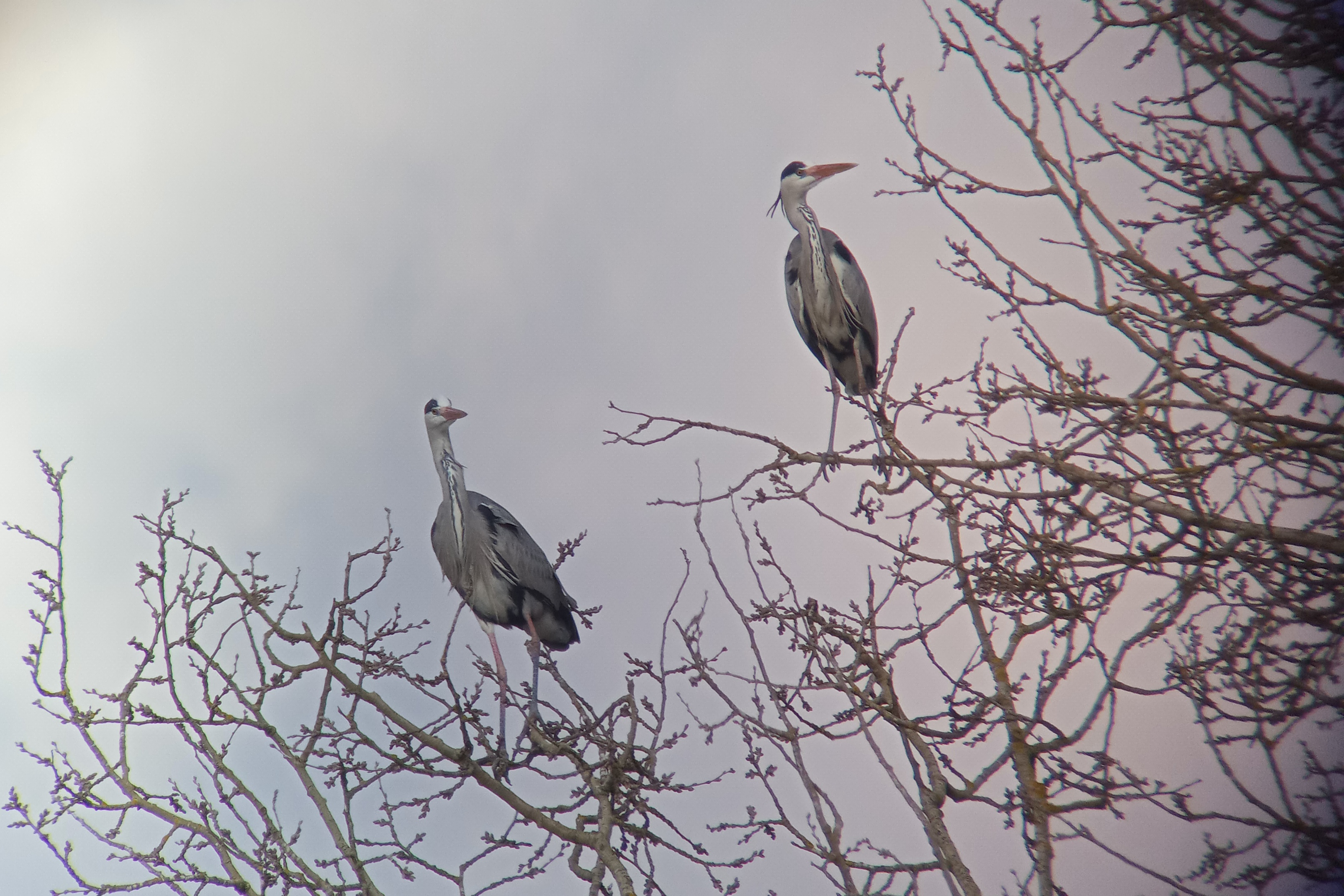Aironi sulla Garzaia