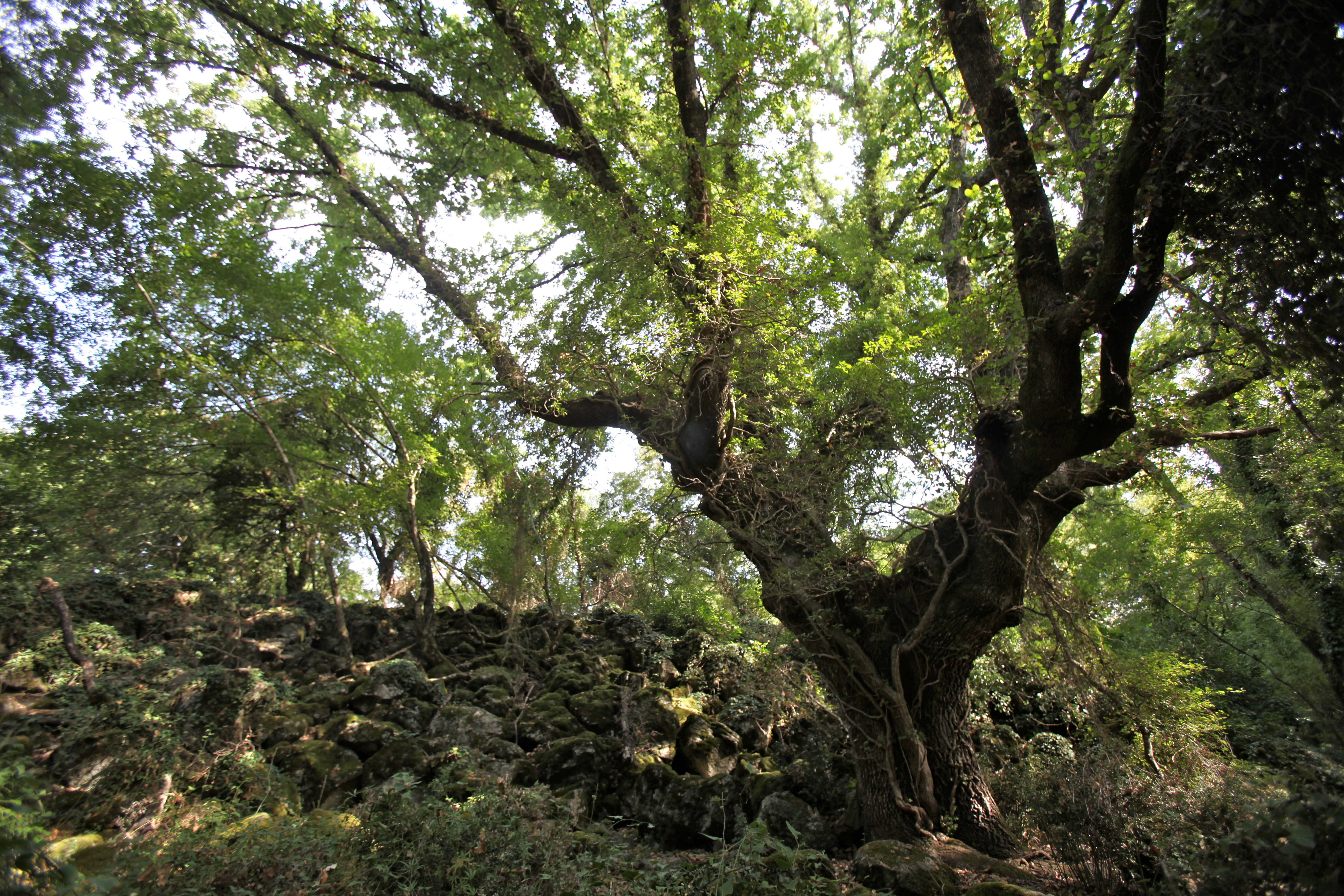 Albero monumental. Foto di D. Mantero